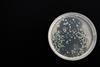 bacteria-359956_1920