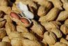 nuts-1736520_1920