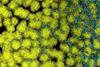 Low-Res_biofilms