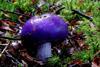800px-Violet_pouch_(9170312657)