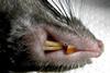 Black_rat_(Rattus_rattus)_-incisors-
