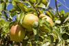pear-7345377_1280