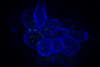 Low-Res_sgd_floccule_enhanced