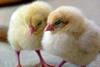chicks-1444525_1280