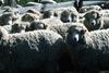 CSIRO_ScienceImage_214_Merino_Flock