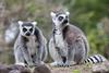 Ring-tailed_lemur,_Lemur_catta