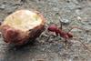 Low-Res_ant