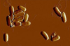Low-Res_Yersinia pseudotuberculosis dRfAH salt Kemal Avican