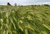 barley023-scaled