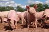 Pig_farm_Vampula_9