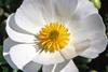 00_3288_Cistus_salviifolius_-_Salbeiblättrige_Zistrose