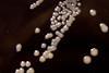 Bordetella_pertussis_on_Charcoal_Agar_supplemented_with_Cephalexin_-_Detail