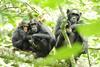 Chimpanzees_in_Uganda_(5984913059)