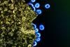 HIV_Virus_Particles_-_53567924670 (1)