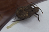 stinkbug
