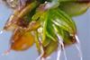 Low-Res_moss closeup