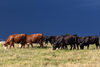 Low-Res_082724_Ag-Beef-Research-Farm_FI