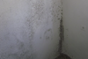 mouldy wall