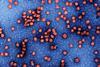 Hepatitis_b (2)