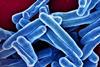 Low-Res_mycobacterium-tuberculosis-particles-colorized-blue