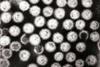 Multiple_rotavirus_particles