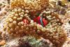Low-Res_The tomato anemonefish (Amphiprion frenatus) in a bubble tip sea anemone (Entacmaea quadricolor) at Minna Island (Okinawa)