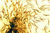 Malaria_Sporozoites_(16657642929)