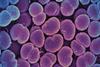 Neisseria_gonorrhoeae_Bacteria_-_53136008302 (1)