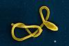 Ebola_Virus_Particle_(43492898261)