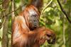 Bornean_orangutan_(Pongo_pygmaeus),_Tanjung_Putting_National_Park_15