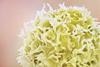 T_Lymphocyte,_also_known_as_a_T_cell_(yellow_color) (1)