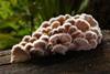 960px-Schizophyllum_commune_(Split_gill)_(33389628036)
