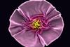 Low-Res_Phage flower