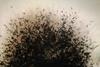Aspergillus_fumigatus_microscope_view