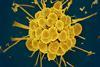 Neisseria gonorrhoeae bacteria