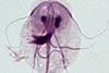 Giardia_intestinalis_-_trophozoite