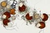 Low-Res_Bradshaw fungus HEADER FULL