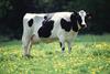 Cow_female_black_white