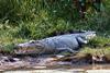 Low-Res_Crocodile in Northern Territory - UQ