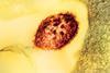 Measles_Virus_Particle (1)