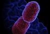 Klebsiella_pneumoniae_Bacterium_(13383468143)