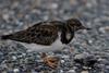 Ruddy turnstones