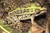 Dark-spotted frog