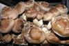 Shiitake mushrooms