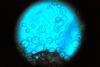 Aspergillus_nidulans_(15490521828)