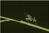 praying-mantis-6645377_1920