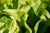 green-1710328_1280