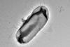 VLEX29_0008