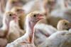 pexels-nc-farm-bureau-mark-27083562