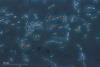 Lactobacillus_acidophilus_(259_09)_Lactobacillus_acidophilus_(Döderlein_bacillus)